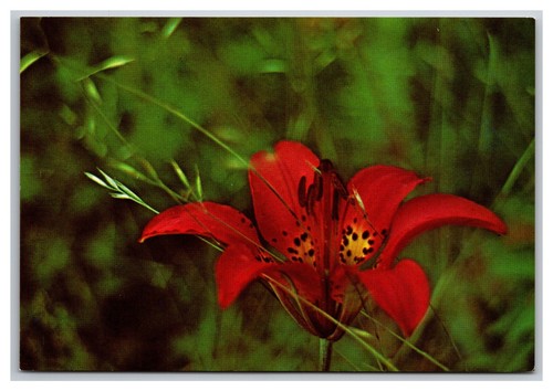 Cartolina wood lily - lily, shenandoah