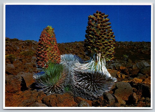 Cartolina silverword flower - cartolina,